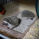 ハリネズミ（オス）