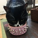 動物の首輪の画像