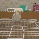 育ててください