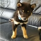 事務募集♪　週3回ぐらい、簡単なＰＣ入力作業、オークション対応業務あり。の画像