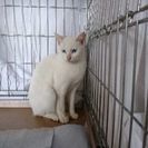 ブルーの瞳のお兄さん猫2才🌟どっしりした体つきで、気持ちは優しく...