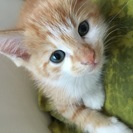 ケージ付き♪　キレイなお顔のトラ猫ちゃん♂　里親さんが見つかりま...