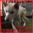 高齢だと思われます。冷たいコンクリートの上でたえています。
