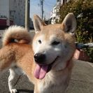 【飼い主が決定しました】元気な柴犬・颯(はやて)