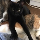 やんちゃな甘えん坊な黒オス7ヶ月 − 大阪府