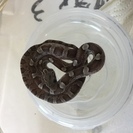 コーンスネーク　グラナイト入荷