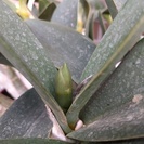 ラン：タイミンセッコク（Den.speciosum)の開花大株ですの画像