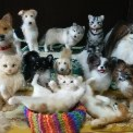 羊毛フェルトで愛犬愛猫のぬいぐるみを作りませんか？　（旧軽井沢）...