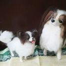 羊毛フェルトで愛犬愛猫のぬいぐるみを作りませんか？　（旧軽井沢）初心者歓迎の画像