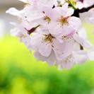 ＳＮＰ「春のお散歩写真ワークショップ」
