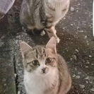 瑞江駅の子猫里親募集です