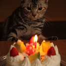 ネコもらってください。