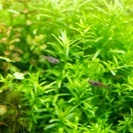 熱帯魚数種とエビを引き取ってくださる方お願い致します。