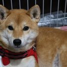とってもいいご家族に新しい飼い主になって頂きました。みなさま、あ...