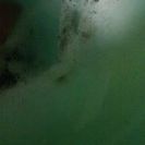 交換希望‼雌一匹で増えるミステリーザリガニを両生類か水生昆虫、カ...