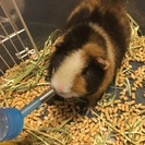 テディモルモット
