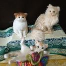 羊毛フェルトで愛犬愛猫のぬいぐるみを作りませんか？　（旧軽井沢）初心者歓迎の画像