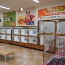 【ペットショップstaff】経験＆資格不要！🐶カワイイ動物たちに囲まれてお仕事♪ 犬や猫などペットの販売や管理🐈 月給21万円～32万円◆昇給賞与◆社会保険完備◆未経験歓迎！の画像