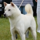 紀州犬　ショータイプの美犬　2歳（オス）