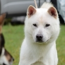 紀州犬　ショータイプの美犬　2歳（オス） - 渋川市