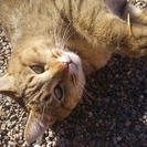 迷い猫を探してます