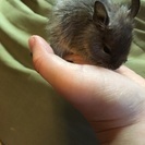 デグーの里親さん募集