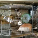 フクロモモンガ　里親さん募集です