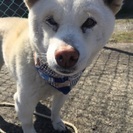 トライアルが決まり新しいお家で大事にされています。ありがとうござ...