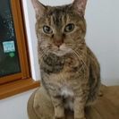 みー です