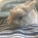 生後１ヶ月半のうさぎです。