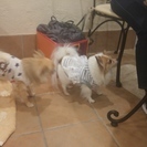 【犬友づくりにも☆】人もわんこも気持ちよく過ごそう♪