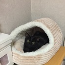 【募集一次停止・交渉中】甘えん坊な8ヶ月の黒猫さん♂