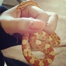 コーンスネーク　極上バター入荷!