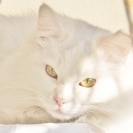 【決定しました　ありがとうございました】真っ白ふさふさの長毛美猫...