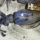 淡輪漁港よりいつでも出船致します