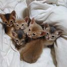 短毛ソマリ　（アビシニアン）の画像