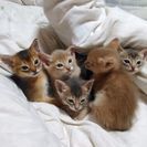 短毛ソマリ　（アビシニアン） - 猫