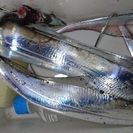太刀魚浮き釣り仲間