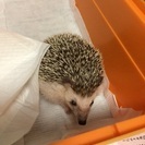 ハリネズミ