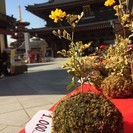 【インセンティブで臨時収入がうれしい♪】主婦の方活躍中！苔玉販売...