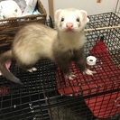 募集一時停止。フェレット可愛がってください