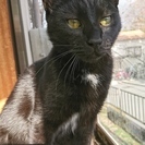 黒猫兄弟　２歳