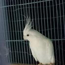 オカメインコ(アルビノ)