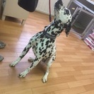 ダルメシアン5歳のアンちゃんです - 犬