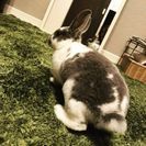 【譲渡決定しました】緊急募集！ウサギ(レッキス)の里親さん