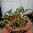 ラン：タイミンセッコクのハンギングバスケット植えです。