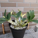 ラン：斑入りのDen.speciosum:タイミンセッコク（丹頂...