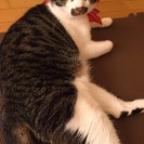 大人しい男の子です!