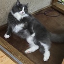 【再】GWに活躍して頂ける ペットシッターさん募集しますの画像