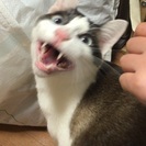 【再】GWに活躍して頂ける ペットシッターさん募集しますの画像